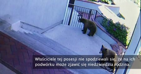 Buldożka kontra dwa niedźwiedzie