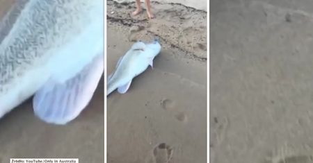 Zaskakujący finał rodzinnego wędkowania