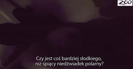 Ten miś podbija sieć