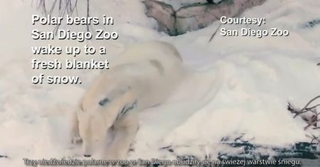 Pracownicy zoo zaskoczyli niedźwiedzie polarne