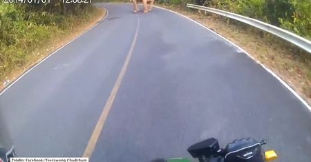 Niespodziewane spotkanie motocyklisty ze słoniem