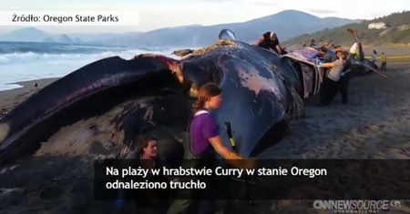 Ocean wyrzucił truchło ważącego ponad 100 ton płetwala