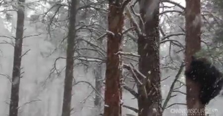 Pierwszy śnieg w Arizonie. Niedźwiedzie zaskoczone