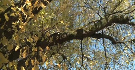 Pielgrzymi obgryźli 700-letnią lipę. Wierzą, że leczy zęby