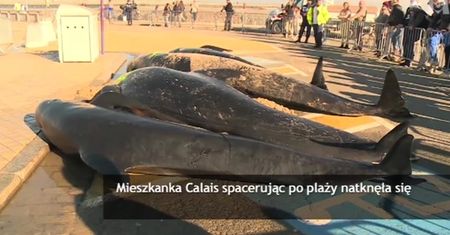 10 wielorybów na plaży w Calais