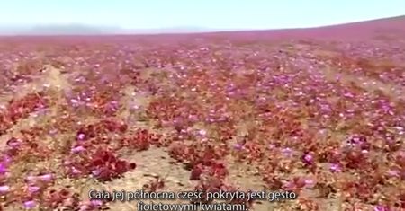 Dywan z kwiatów na pustyni Atacama