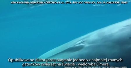 Wieloryb Omura nagrany pod wodą po raz pierwszy w historii