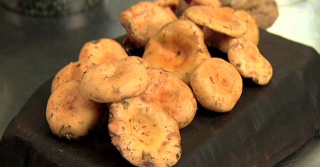 Rillettes z gęsi z orzechami włoskimi i rydzami