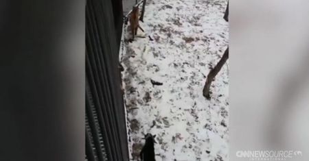 Tygrys i koza żyją w przyjaźni na jednym wybiegu w Zoo