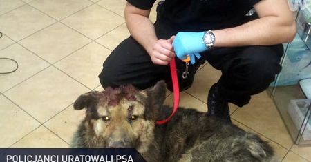 #dziejesiewpolsce: uratowany pies