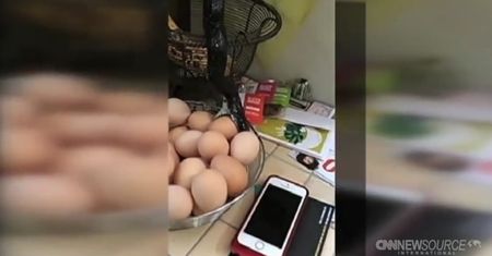 Znaleźli w kuchnia węża połykającego kurze jajko