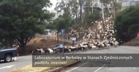 To wideo podbiło Internet
