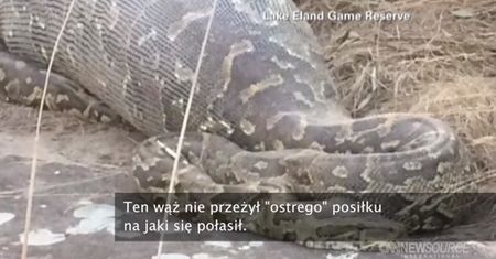 Wąż zdechł, po tym jak zjadł jeżozwierza
