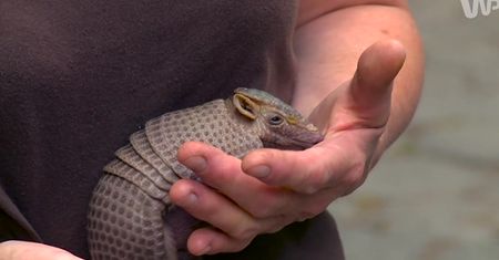 #dziejesiewpolsce: najmłodsi mieszkańcy warszawskiego ZOO