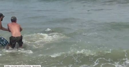 Dwumetrowy rekin złowiony na plaży w Karolinie Północnej