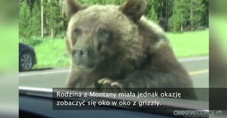 Bliskie spotkanie z niedźwiedziem