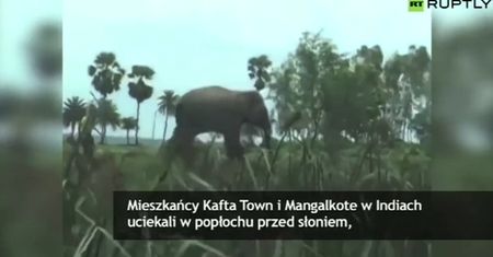 Nagranie ataku rozwścieczonego słonia