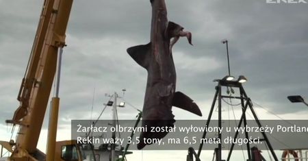 Niezwykły przypadkowy połów