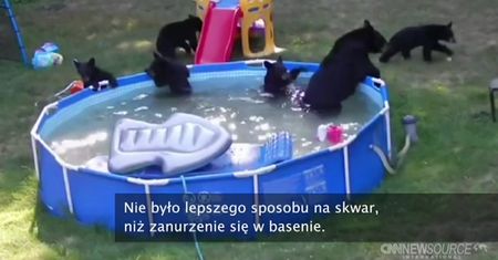 Nietypowy widok w przydomowym ogrodzie