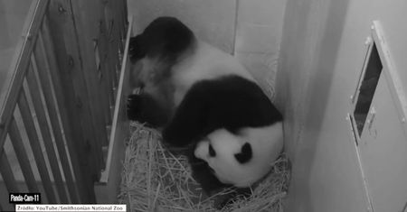 Panda wielka w zoo w Waszyngtonie urodziła młode