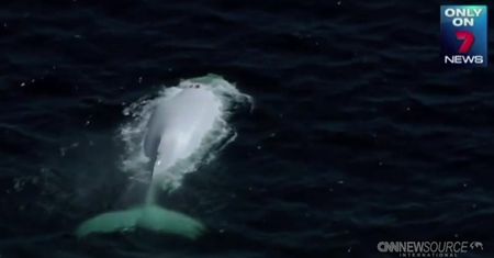 Wieloryb albinos u wybrzeży Australii