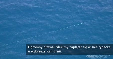 Wielki ssak zaplątał się w rybackie sieci