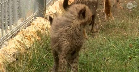 Wielka radość w opolskim zoo