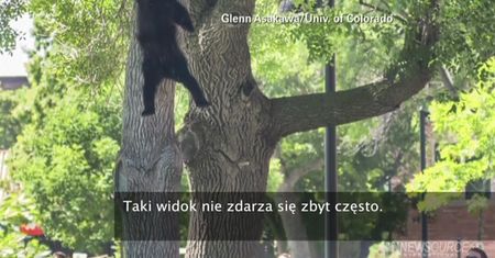 Niedźwiedź wystraszył studentów