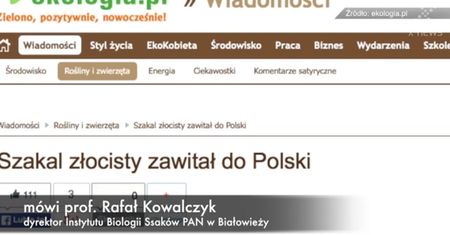 Nowy gatunek drapieżnika znaleziony w Polsce