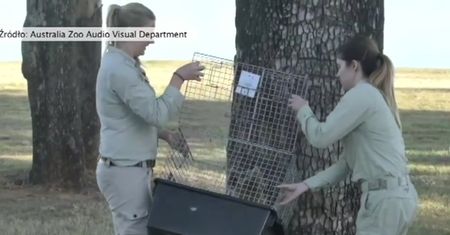Mały miś koala i jego mama znowu na wolności