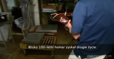 Tak wygląda 95-letni homar