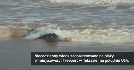 Ogromny aligator nastraszył plażowiczów