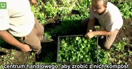 Uprawa ekologicznej żywności na dachu centrum handlowego