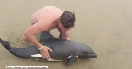 Przewodnik uratował młodego delfina wyrzuconego na brzeg oceanu. Ten film podbija internet