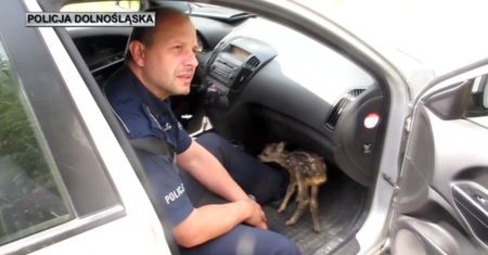 Nietypowa akcja. Mundurowi uratowali sarenkę