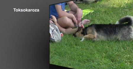 Groźne choroby przenoszone przez zwierzęta domowe