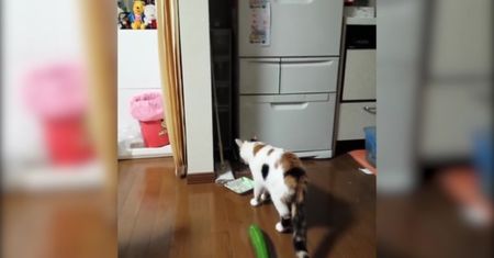Kociaki, które boją się ogórków