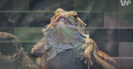 Wszystkie odcienie agamy brodatej [Pixel]