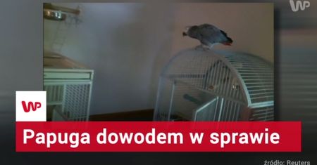 Czy papuga dostarczy dowody w sprawie o morderstwo?