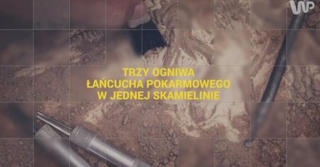 Trzy ogniwa łańcucha pokarmowego w jednej skamielinie [Pixel]
