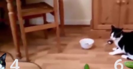 Boją się ich panicznie