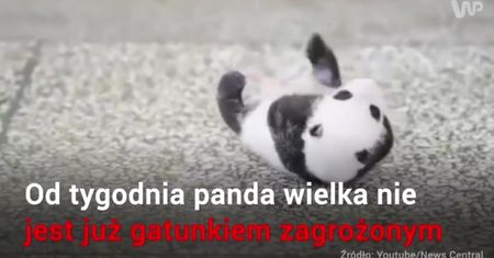 Panda wielka nie jest już gatunkiem zagrożonym wyginięciem
