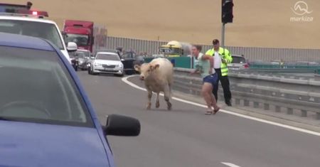 Byk szalał po słowackiej autostradzie