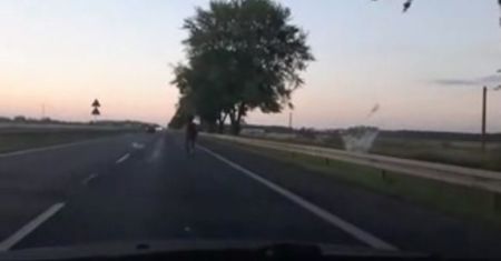 Koń biegł po drodze S7