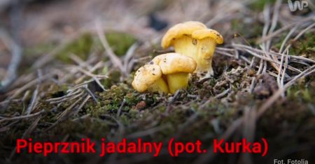 Grzyby polskich lasów