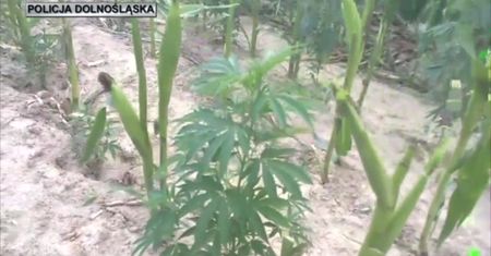 Marihuana w kukurydzy. Policja nie dała wywieść się w pole