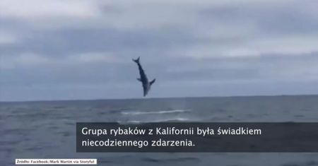 Rekin akrobata nagrany przez grupę rybaków z Kalifornii