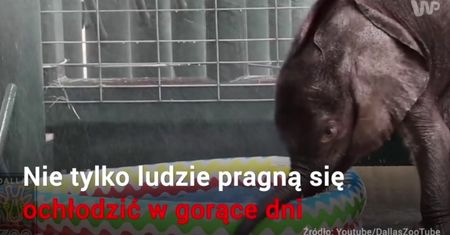 Jak zwierzęta radzą sobie z upałami?