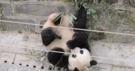 Szczęśliwy jak panda