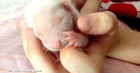 Młody skunks pokochał swoich opiekunów